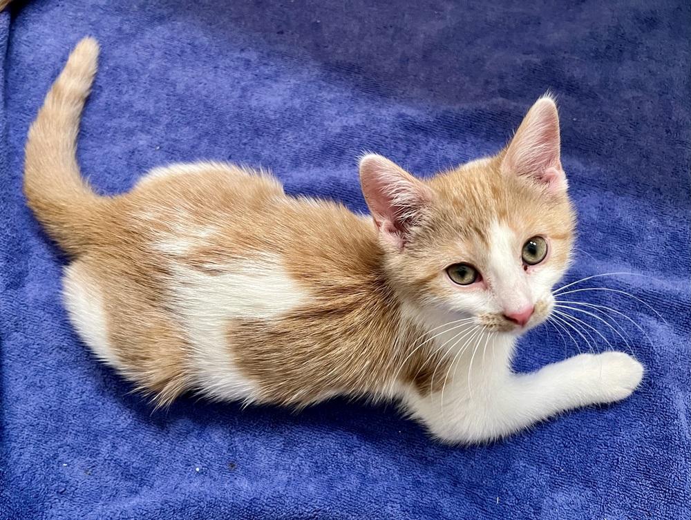 Enlarge Gypsy, a Adoptable mixed breed in Wheaton, IL image 3/5