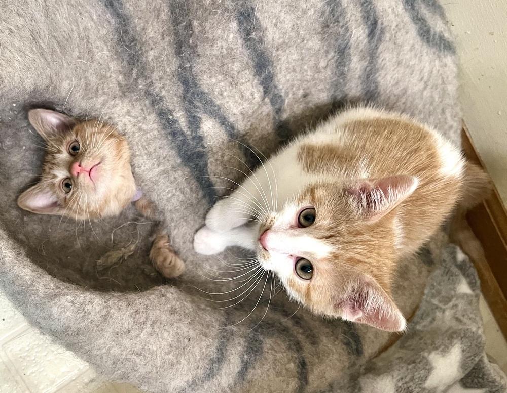 Enlarge Gypsy, a Adoptable mixed breed in Wheaton, IL image 4/5