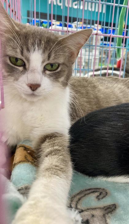 Delilah, a Adoptable Domestic Short Hair in Lawrenceville, GA image 1/3