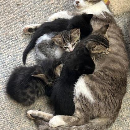 Delilah, a Adoptable Domestic Short Hair in Lawrenceville, GA image 2/3