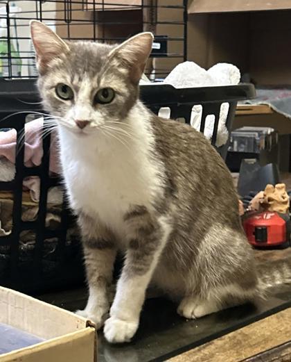 Delilah, a Adoptable Domestic Short Hair in Lawrenceville, GA image 3/3