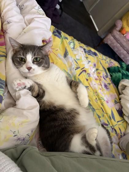 Enlarge Delilah, a Adoptable Domestic Short Hair in Lawrenceville, GA image 3/3