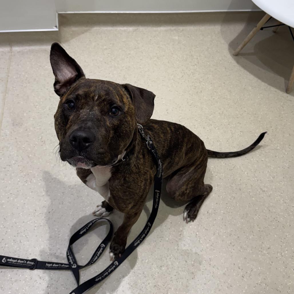 Enlarge Babe, a Adoptable mixed breed in Jupiter, FL image 1/6