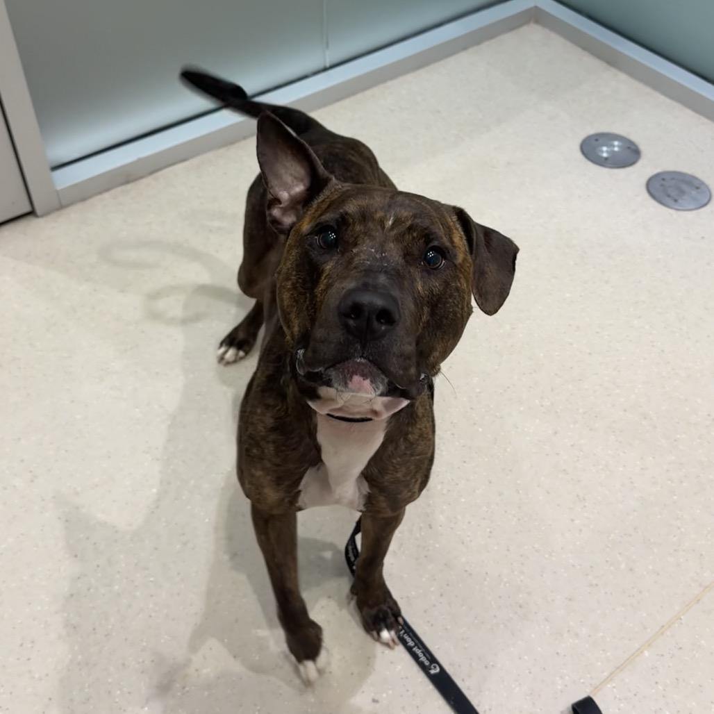 Enlarge Babe, a Adoptable mixed breed in Jupiter, FL image 2/6