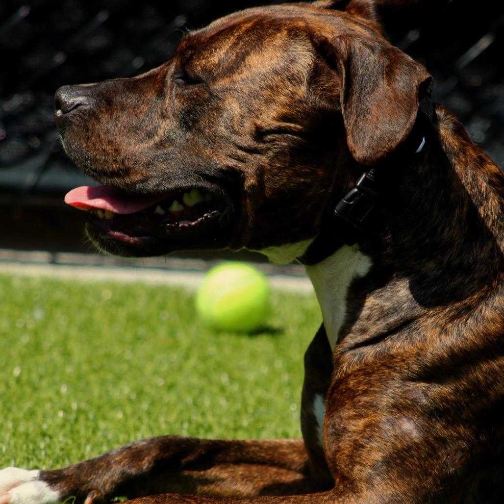 Enlarge Babe, a Adoptable mixed breed in Jupiter, FL image 3/6