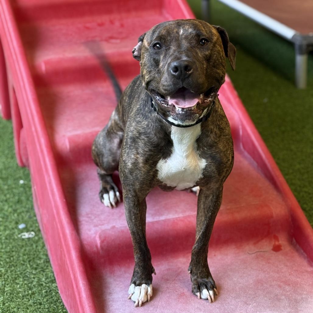 Enlarge Babe, a Adoptable mixed breed in Jupiter, FL image 1/6