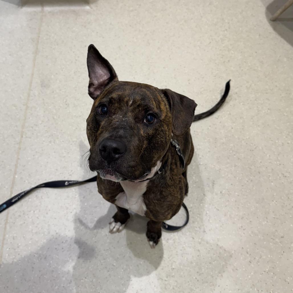 Enlarge Babe, a Adoptable mixed breed in Jupiter, FL image 4/6