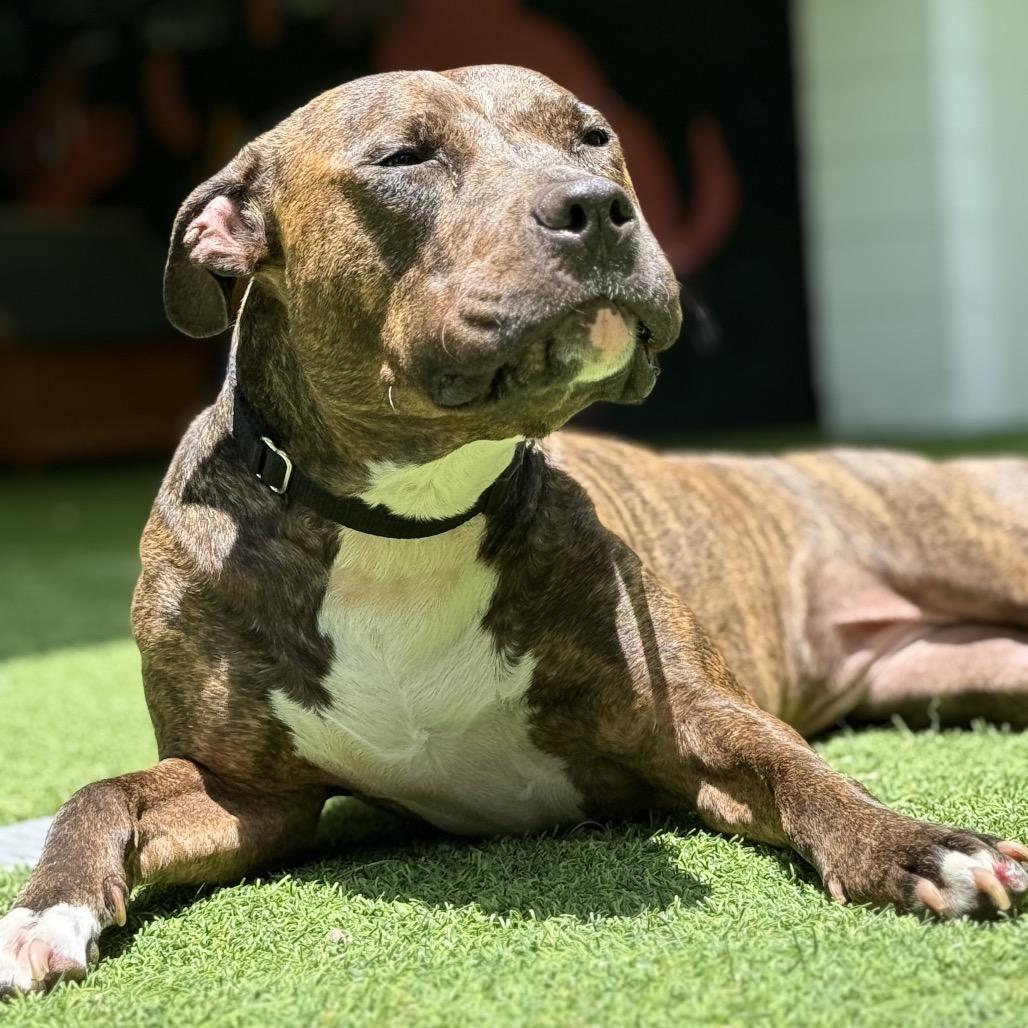 Enlarge Babe, a Adoptable mixed breed in Jupiter, FL image 2/6