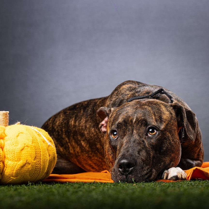 Enlarge Babe, a Adoptable mixed breed in Jupiter, FL image 3/6