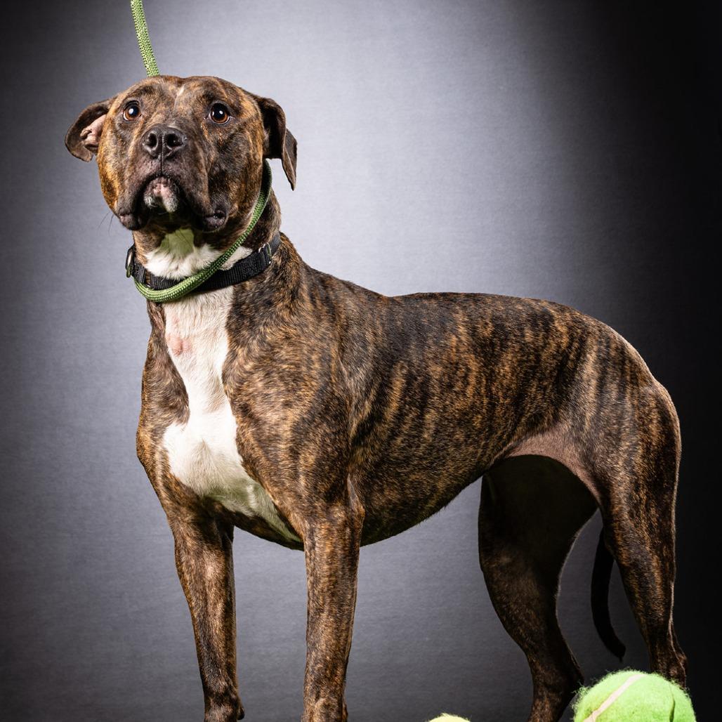 Enlarge Babe, a Adoptable mixed breed in Jupiter, FL image 4/6