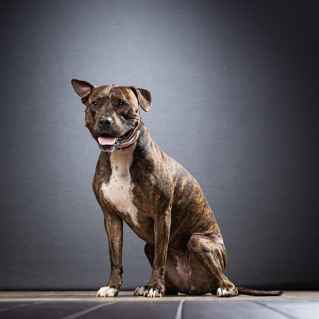 Enlarge Babe, a Adoptable mixed breed in Jupiter, FL image 5/6