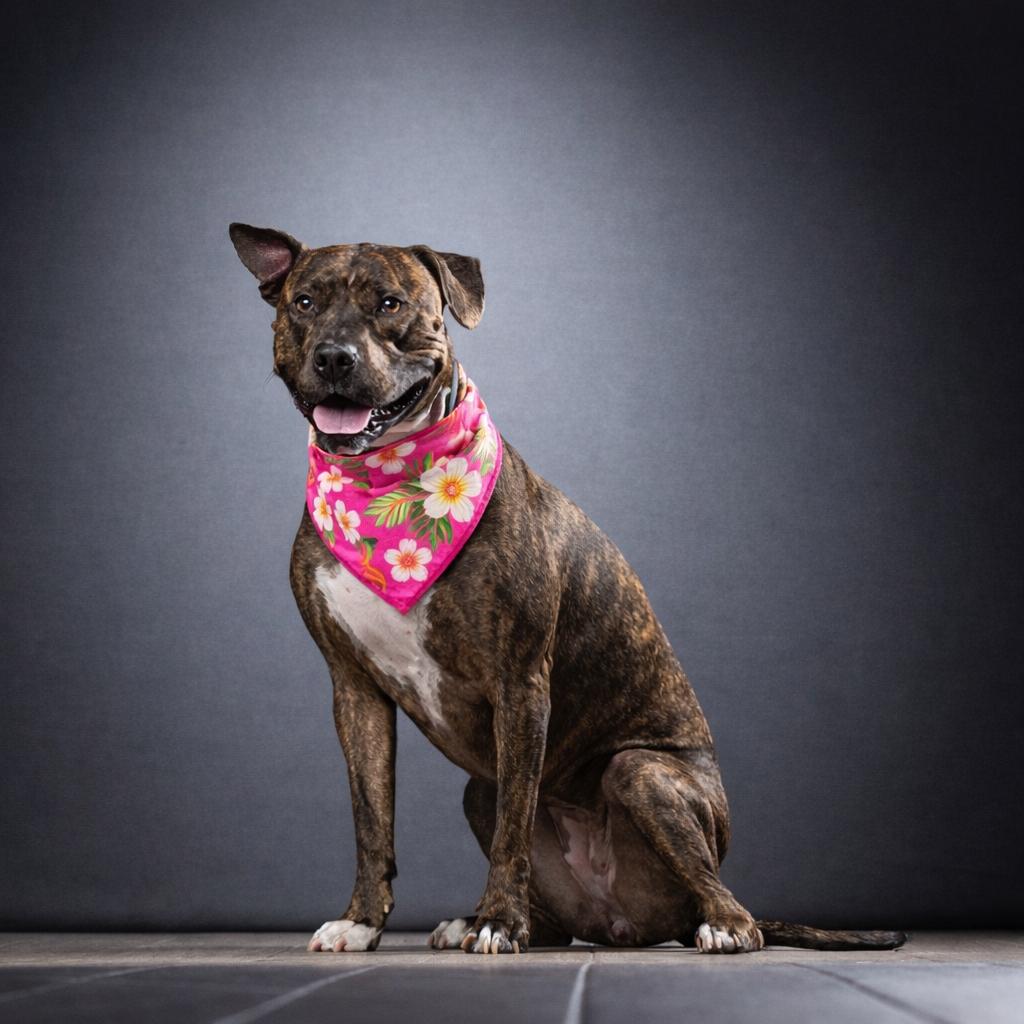 Enlarge Babe, a Adoptable mixed breed in Jupiter, FL image 5/6