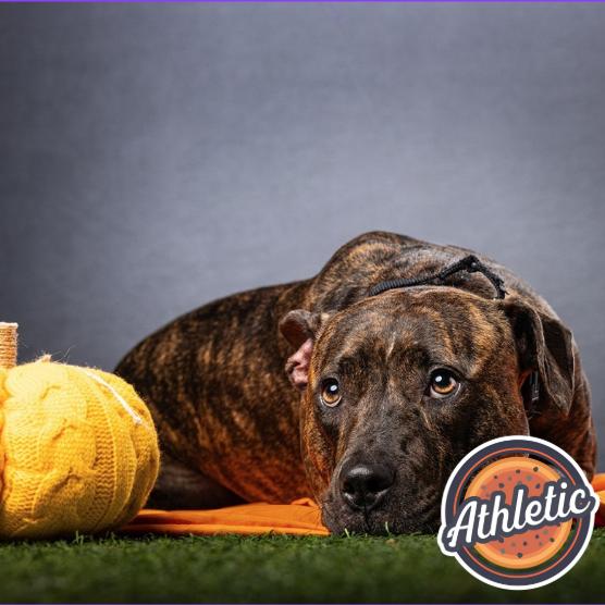 Enlarge Babe, a Adoptable mixed breed in Jupiter, FL image 5/6