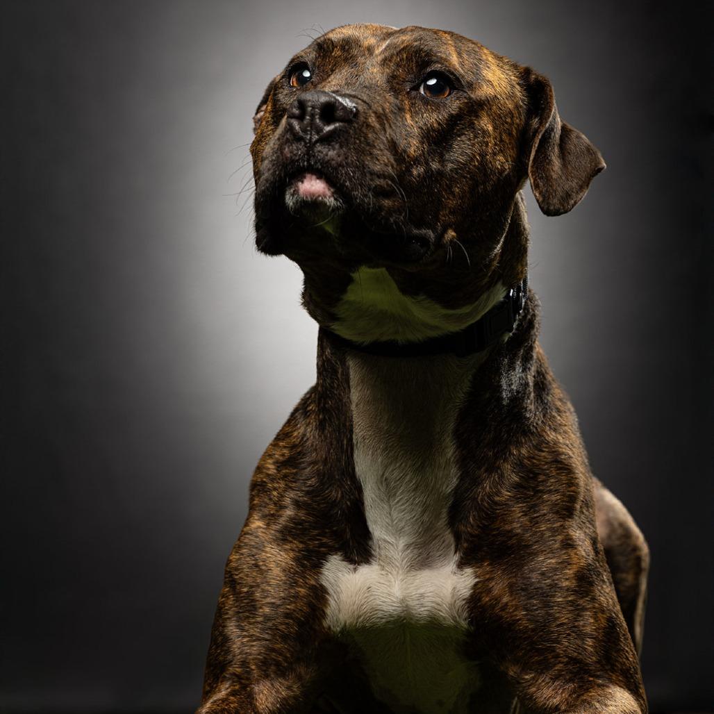 Babe — thumbnail 6