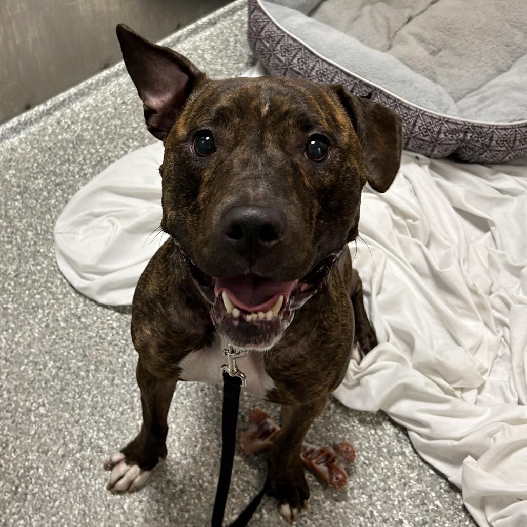 Enlarge Babe, a Adoptable mixed breed in Jupiter, FL image 6/6