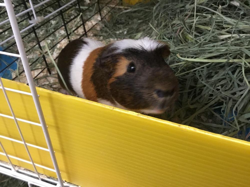 Luzon, Adoptable, Adult Male Guinea Pig.