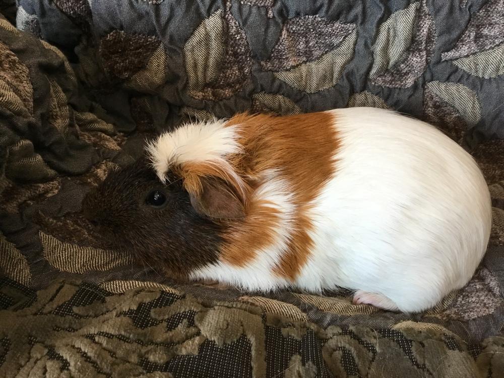 Luzon, a Adoptable Guinea Pig in San Diego, CA image 2/5
