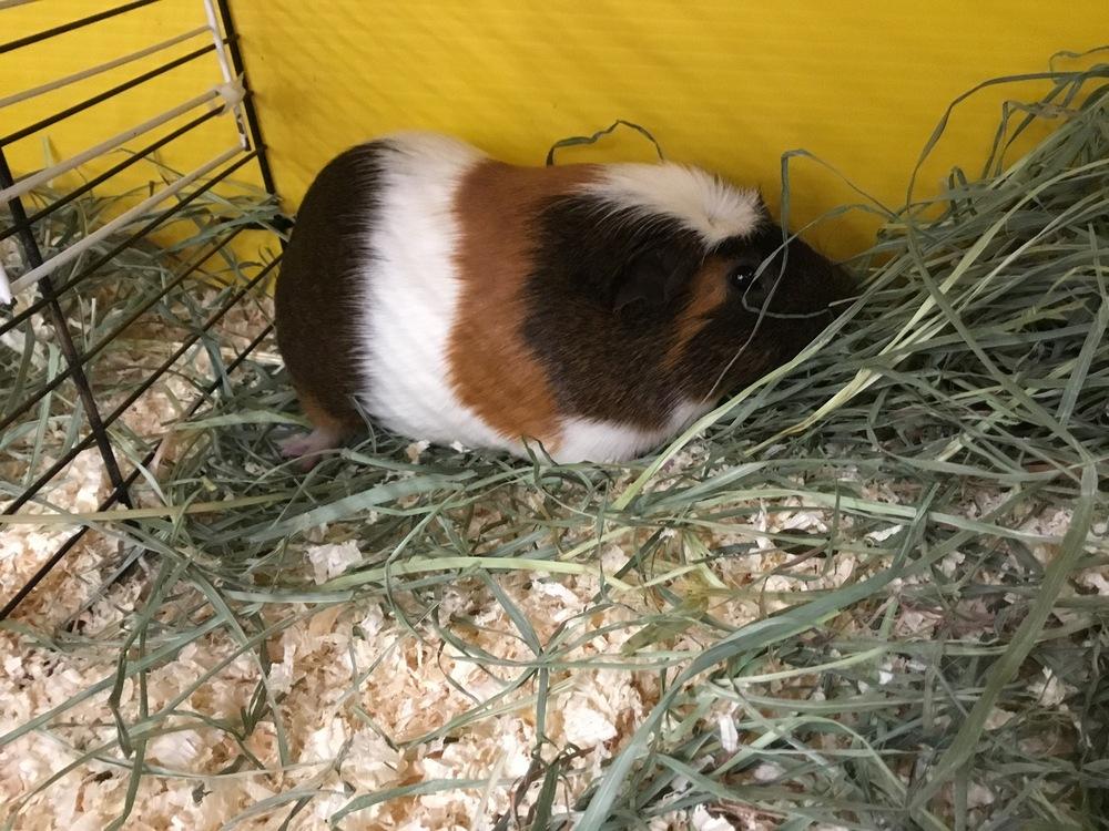 Luzon, a Adoptable Guinea Pig in San Diego, CA image 3/5