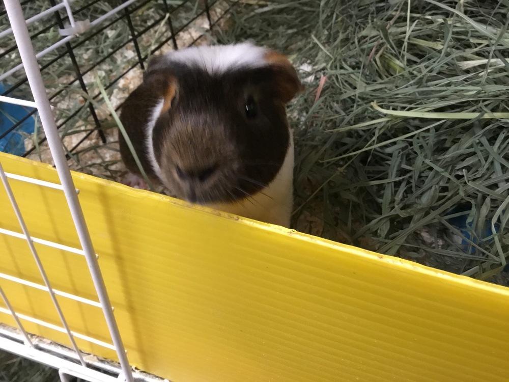 Luzon, a Adoptable Guinea Pig in San Diego, CA image 4/5
