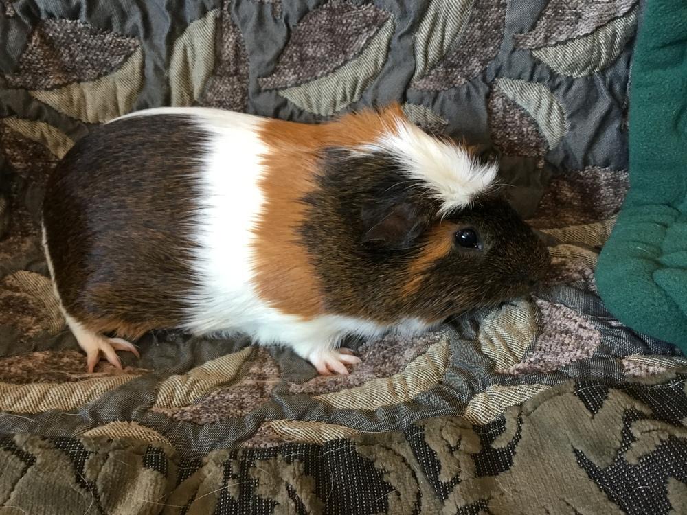 Luzon, a Adoptable Guinea Pig in San Diego, CA image 5/5