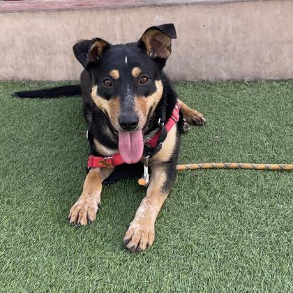 Patton, Adoptable, Adult Male Doberman Pinscher & Mixed Breed.