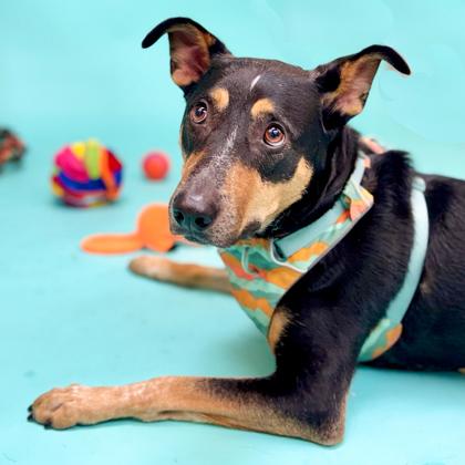 Patton, a Adoptable mixed breed in San Francisco, CA image 2/3