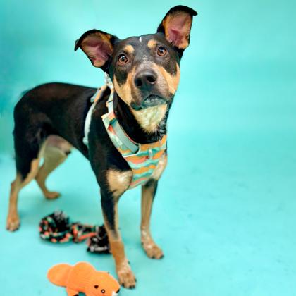 Patton, a Adoptable mixed breed in San Francisco, CA image 3/3