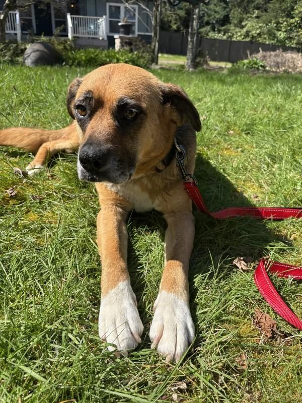 Geneva, Adoptable, Adult Female German Shepherd Dog & Boxer.