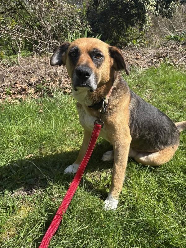 Enlarge Geneva, a Adoptable mixed breed in renton, WA image 2/6