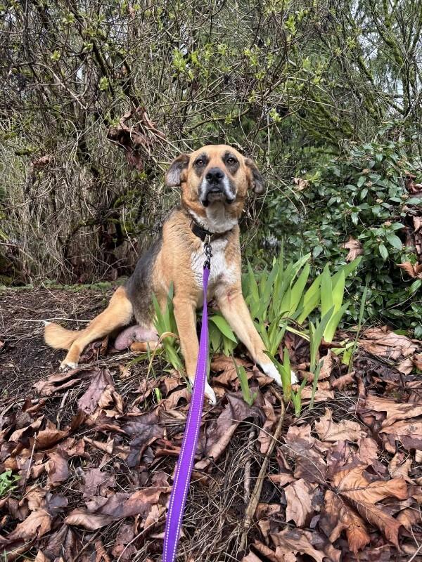 Enlarge Geneva, a Adoptable mixed breed in renton, WA image 3/6