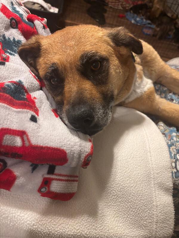 Enlarge Geneva, a Adoptable mixed breed in renton, WA image 5/6