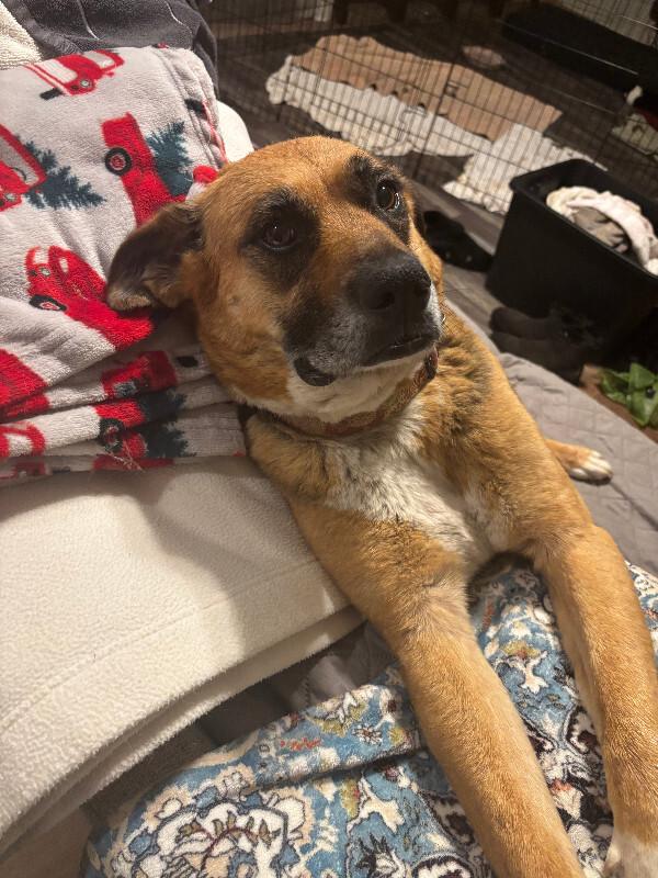 Enlarge Geneva, a Adoptable mixed breed in renton, WA image 6/6