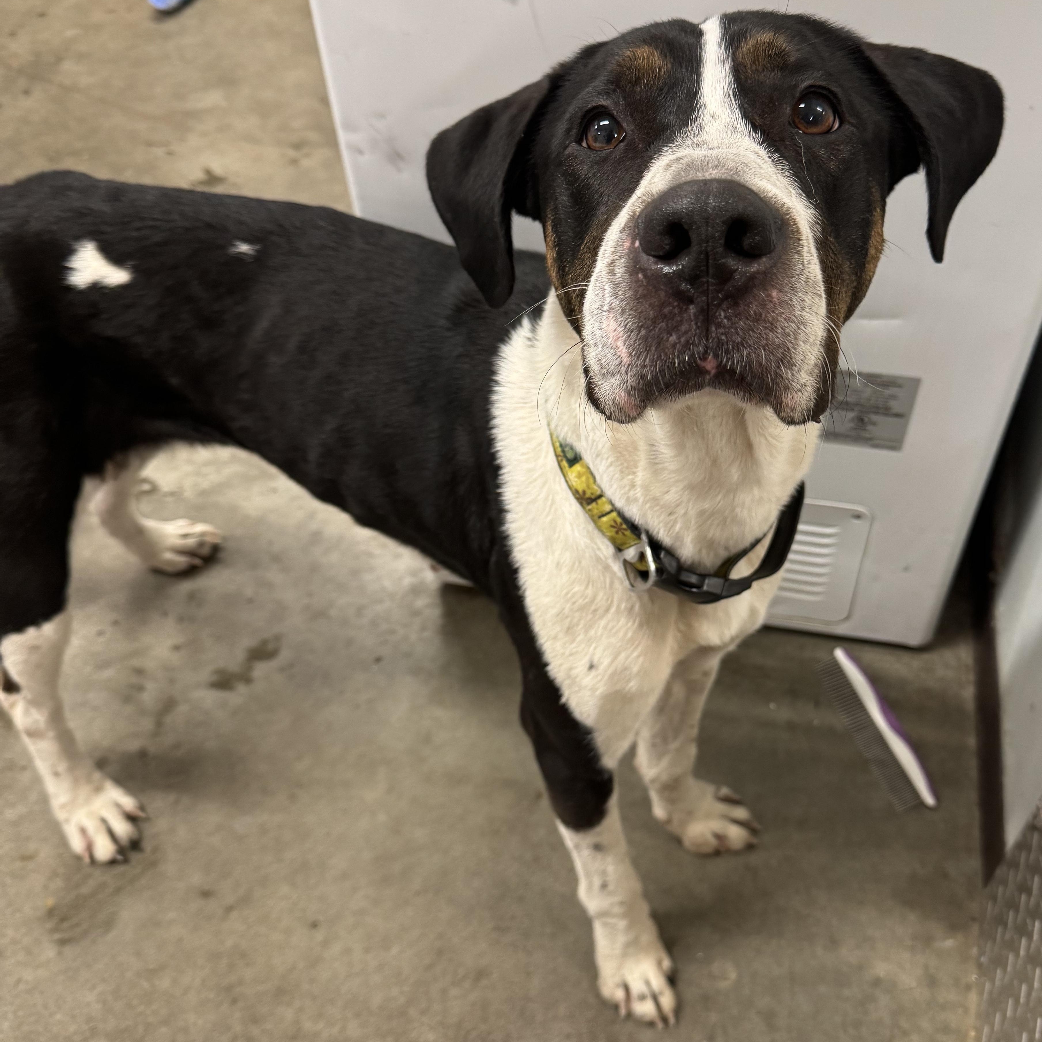Forest, an adoptable Coonhound in The Dalles, OR, 97058 | Photo Image 2