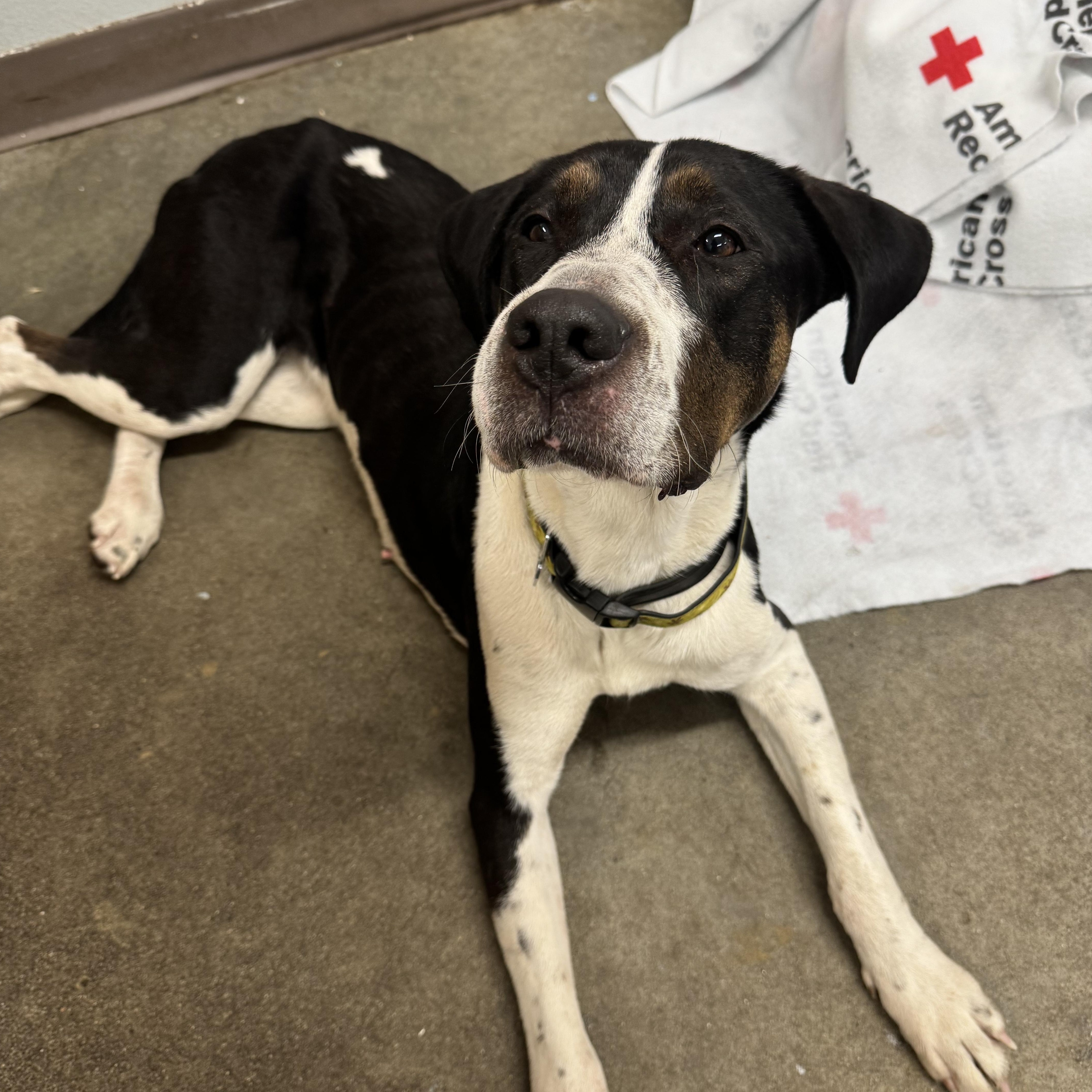 Forest, an adoptable Coonhound in The Dalles, OR, 97058 | Photo Image 1