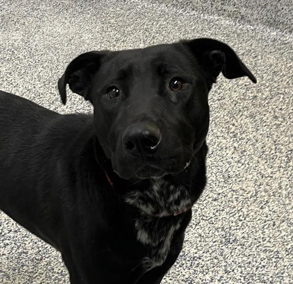 Kiki, a Adoptable mixed breed in Golden, CO image 1/2