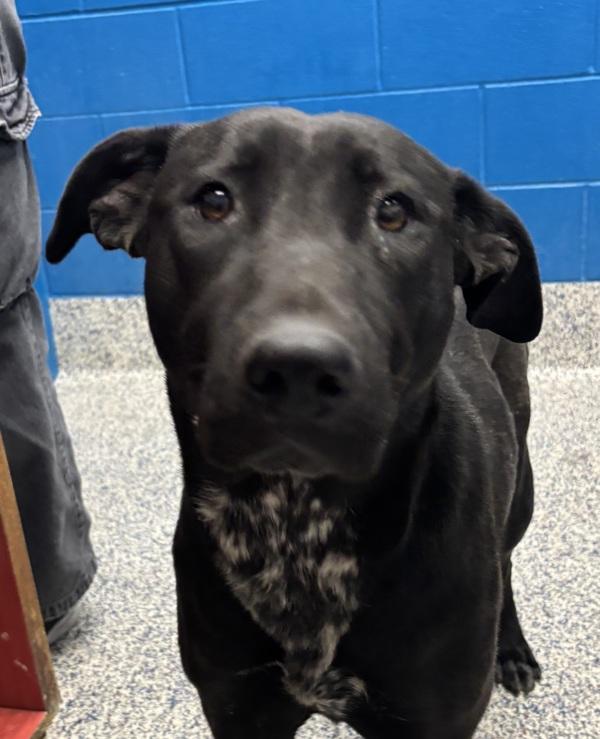 Kiki, a Adoptable mixed breed in Golden, CO image 2/2