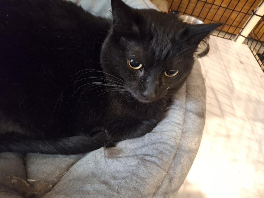 Olive L., Adoptable, Adult Female Domestic Short Hair.