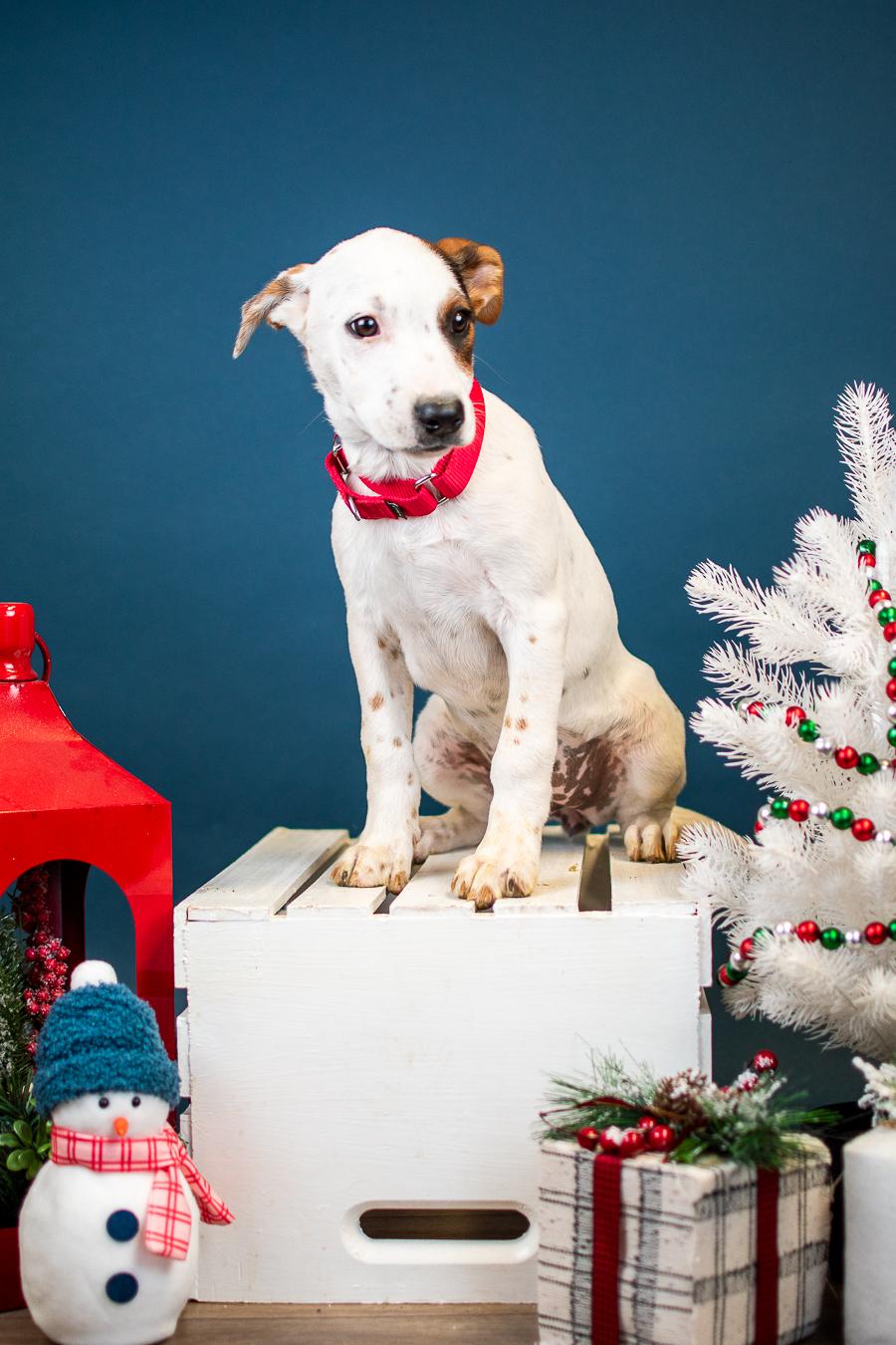 Enlarge 1060-25, a ADOPTABLE mixed breed in Brighton, CO image 1/1