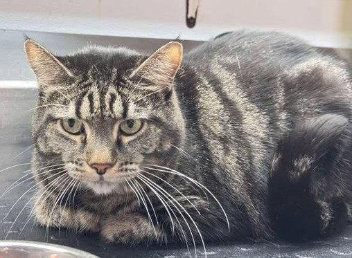 Chzy-Mac, Adoptable, Adult Female Domestic Short Hair.