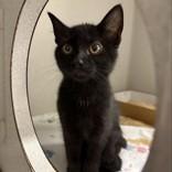 Aristotle, adopted, Young Male Domestic Short Hair.