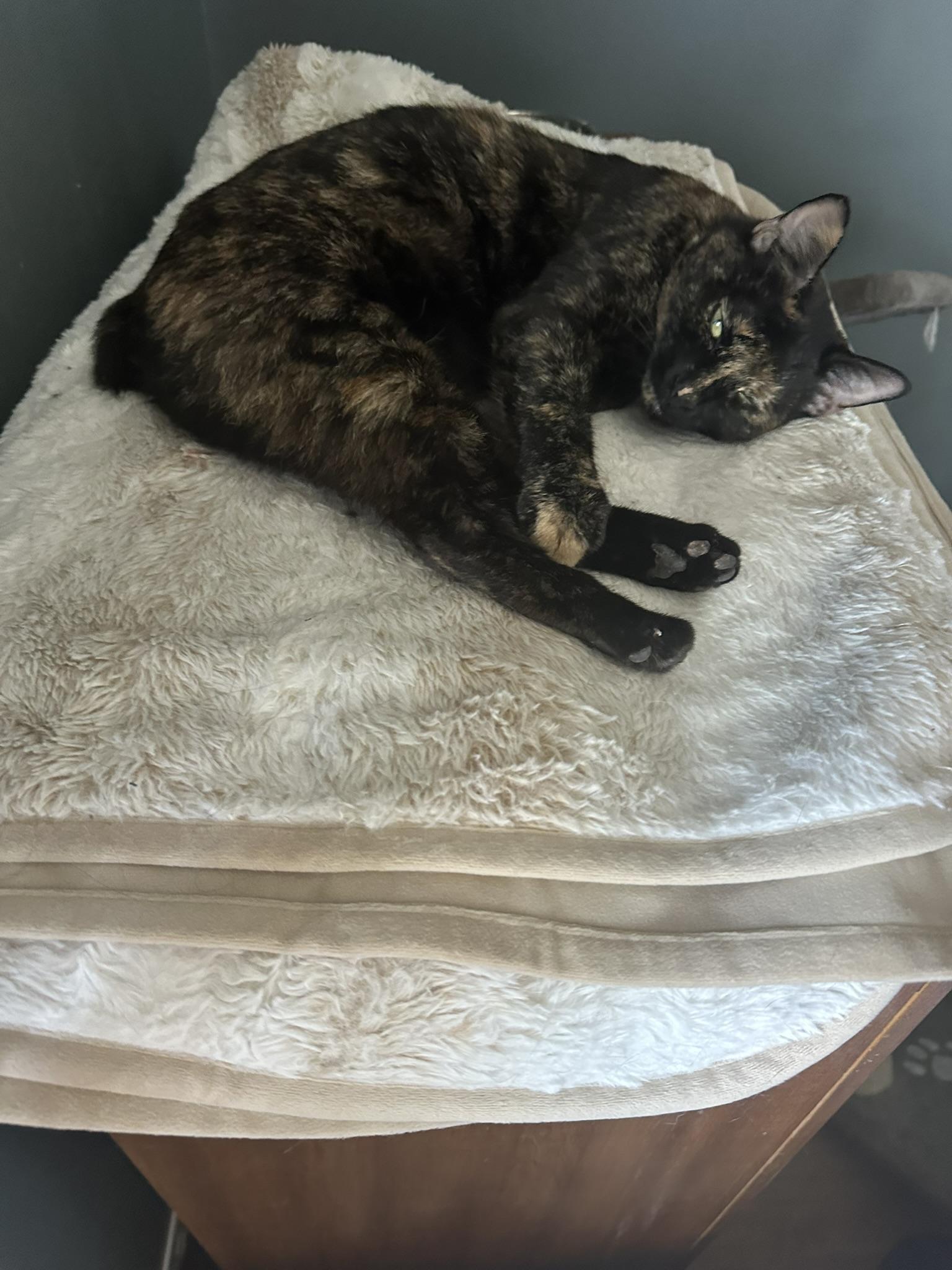 Enlarge Bobbi, a Adoptable Domestic Short Hair in Mokena, IL image 3/5
