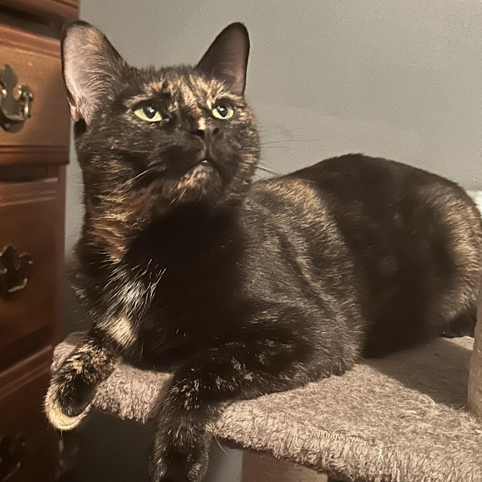 Enlarge Bobbi, a Adoptable Domestic Short Hair in Mokena, IL image 2/5