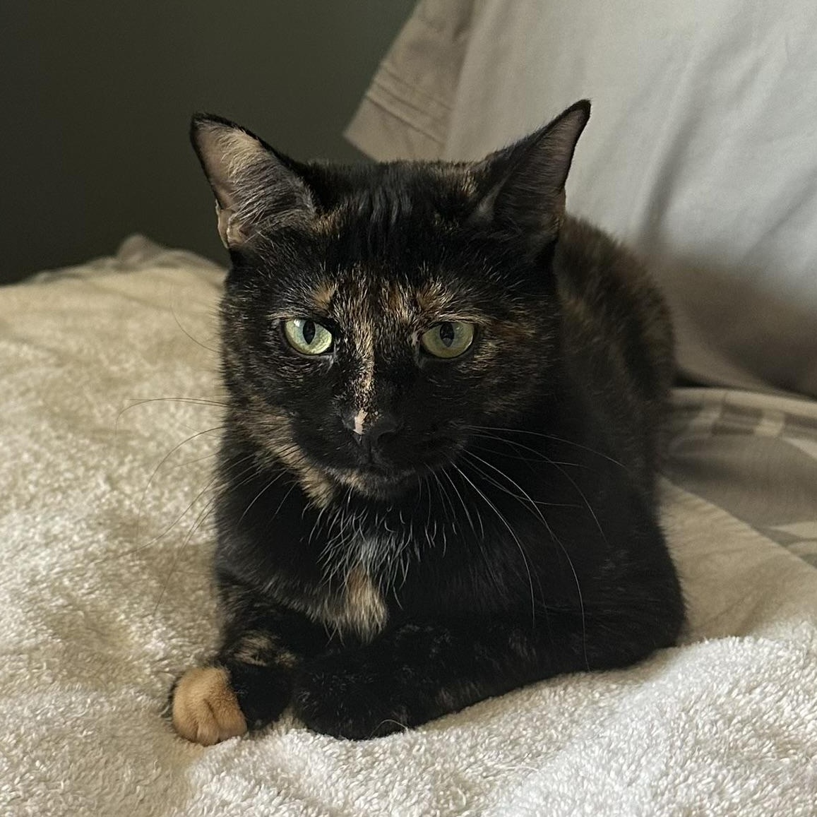 Enlarge Bobbi, a Adoptable Domestic Short Hair in Mokena, IL image 1/5