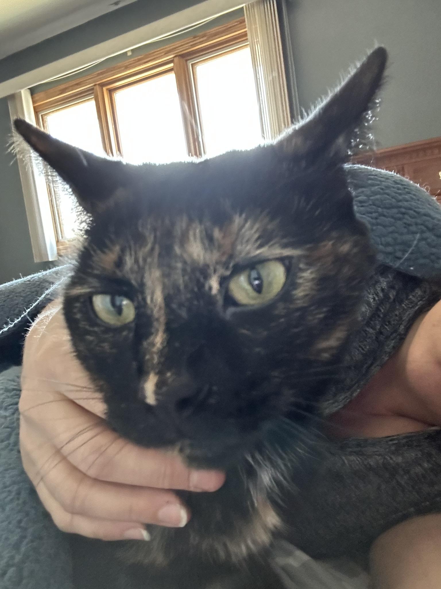 Enlarge Bobbi, a Adoptable Domestic Short Hair in Mokena, IL image 4/5