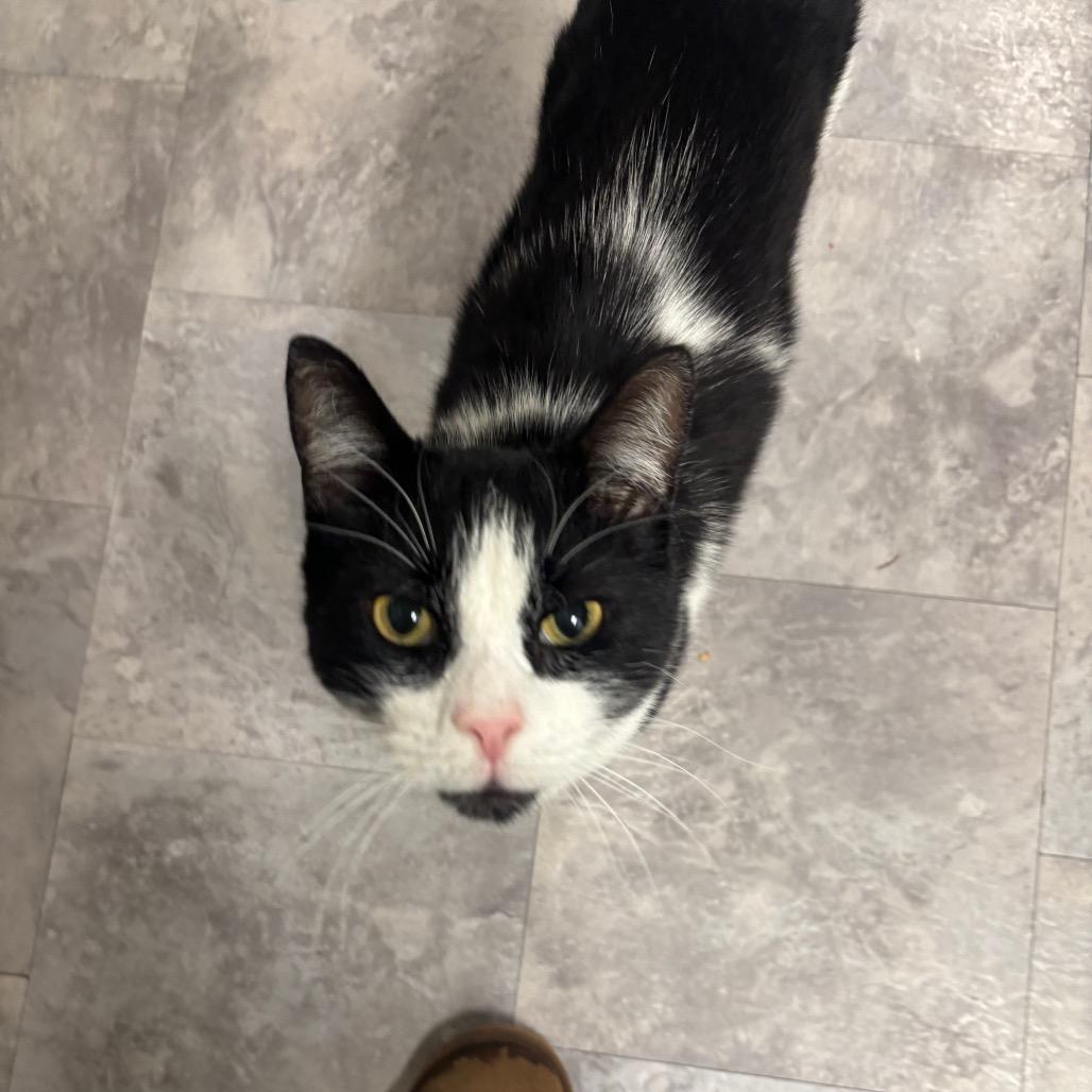 Enlarge Waldo, a Adoptable Domestic Short Hair in Greenville, PA image 2/6