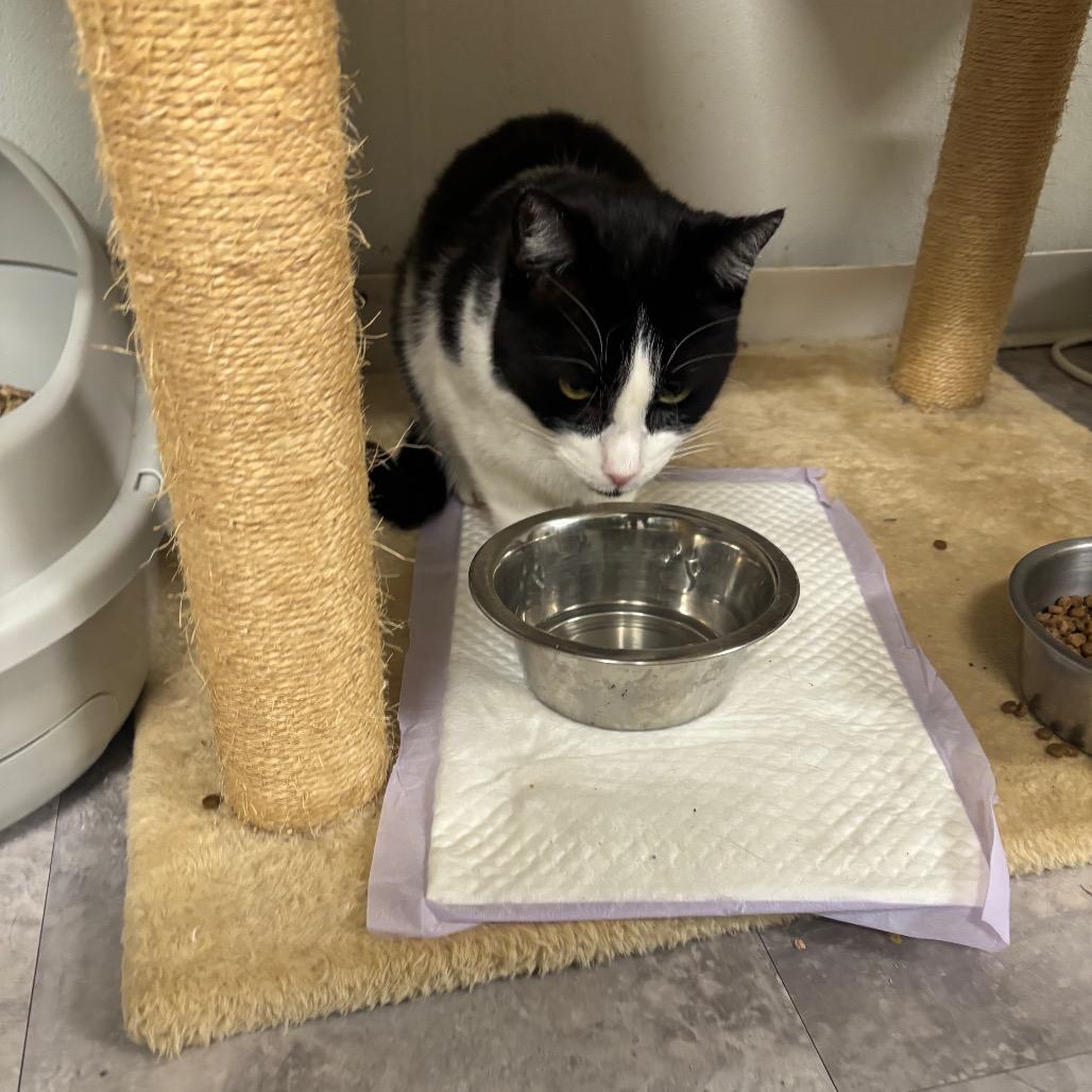 Enlarge Waldo, a Adoptable Domestic Short Hair in Greenville, PA image 4/6