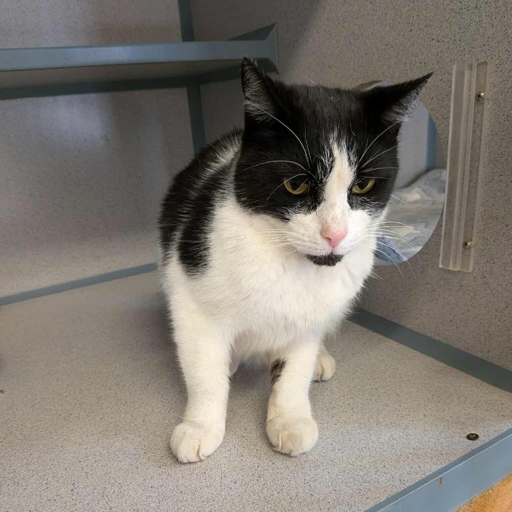 Enlarge Waldo, a Adoptable Domestic Short Hair in Greenville, PA image 5/6