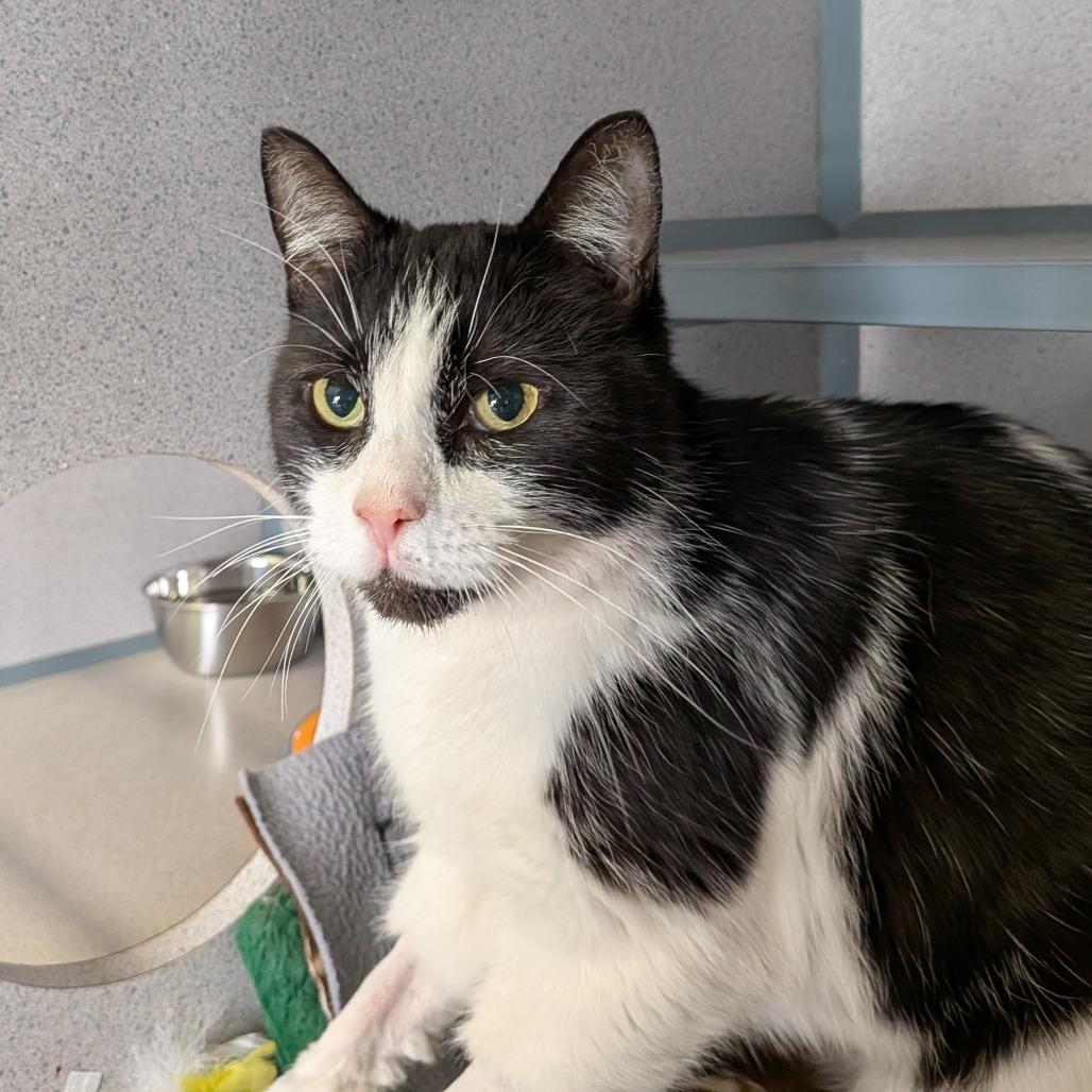 Enlarge Waldo, a Adoptable Domestic Short Hair in Greenville, PA image 6/6