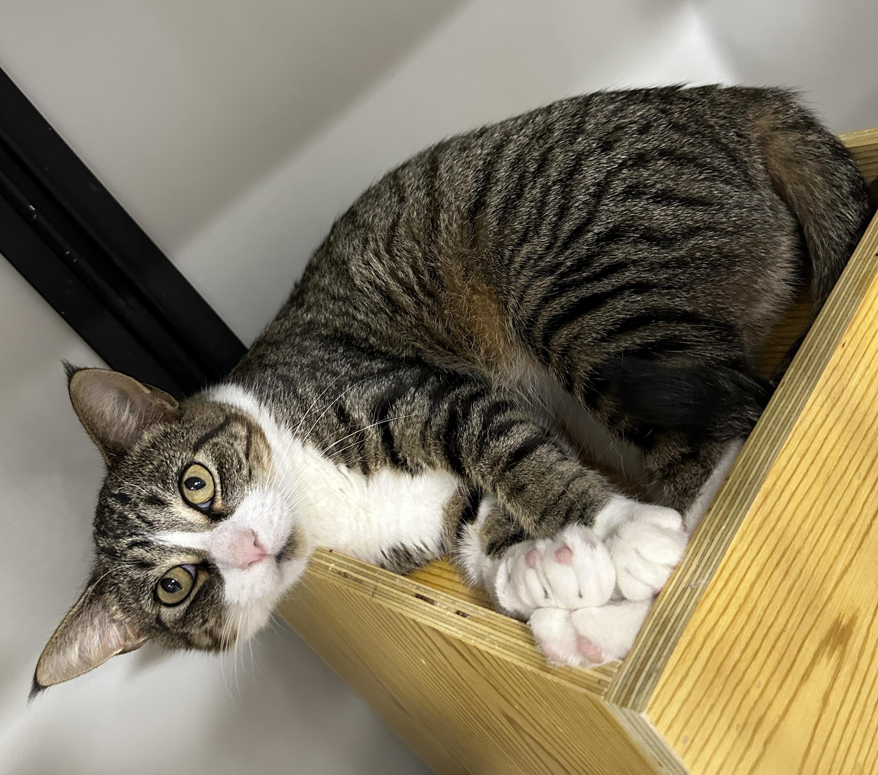 Enlarge Halo, a Adoptable Domestic Short Hair in Webster City, IA image 1/1