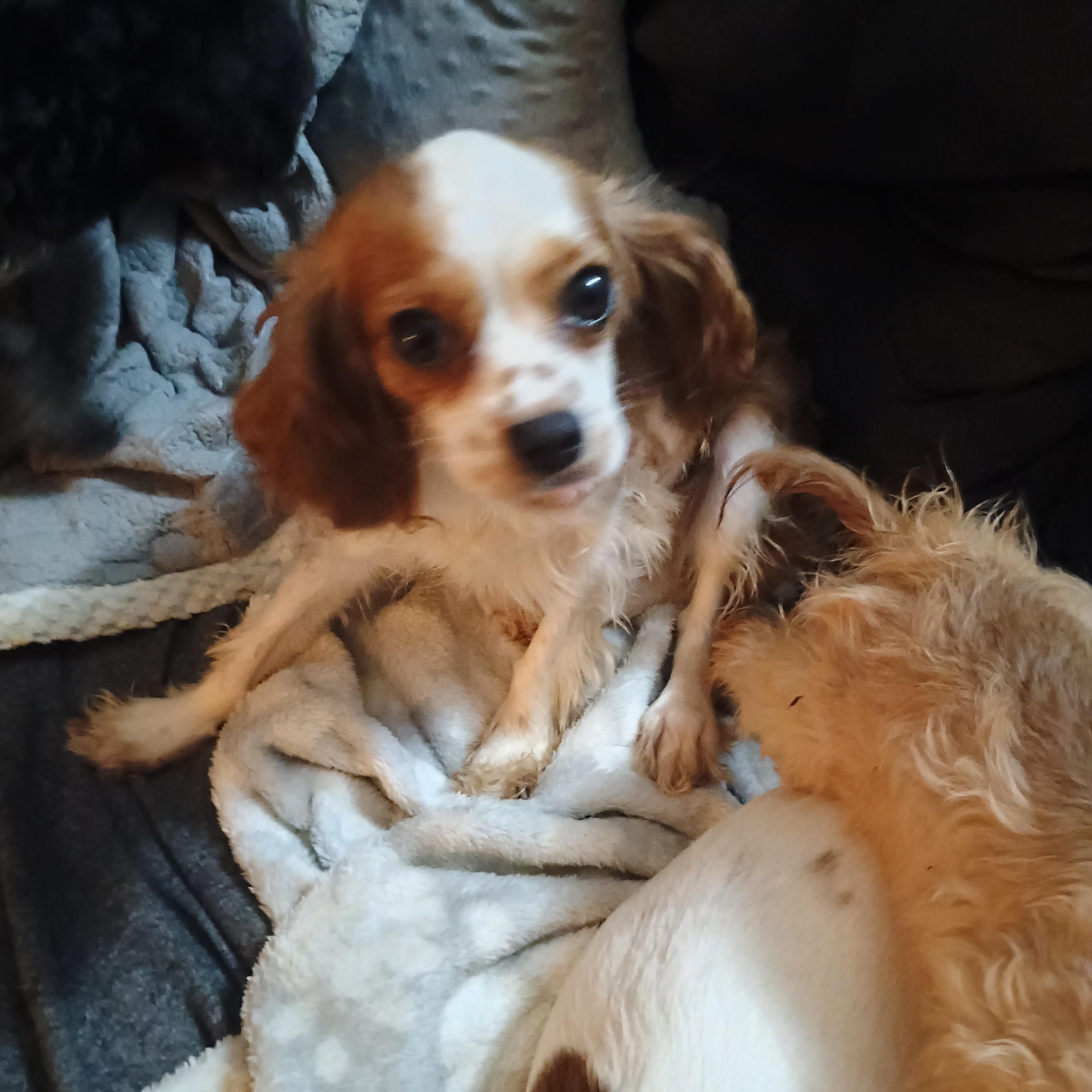 Kamilla, Adopted, Young Female Spaniel.